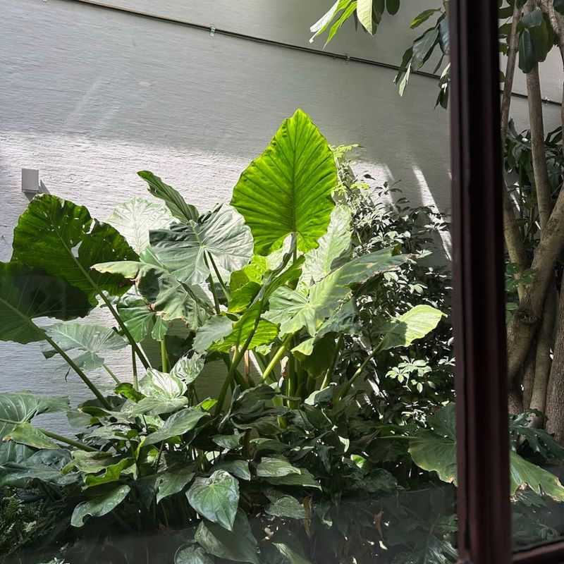 Designer Home in Condesa