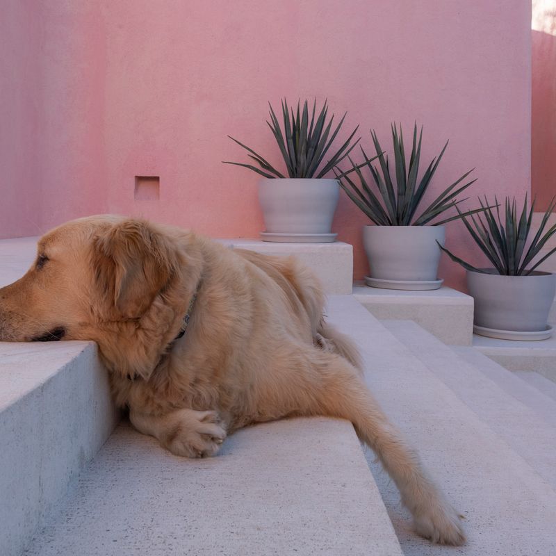 Pink Cliffside Villa in Careyes