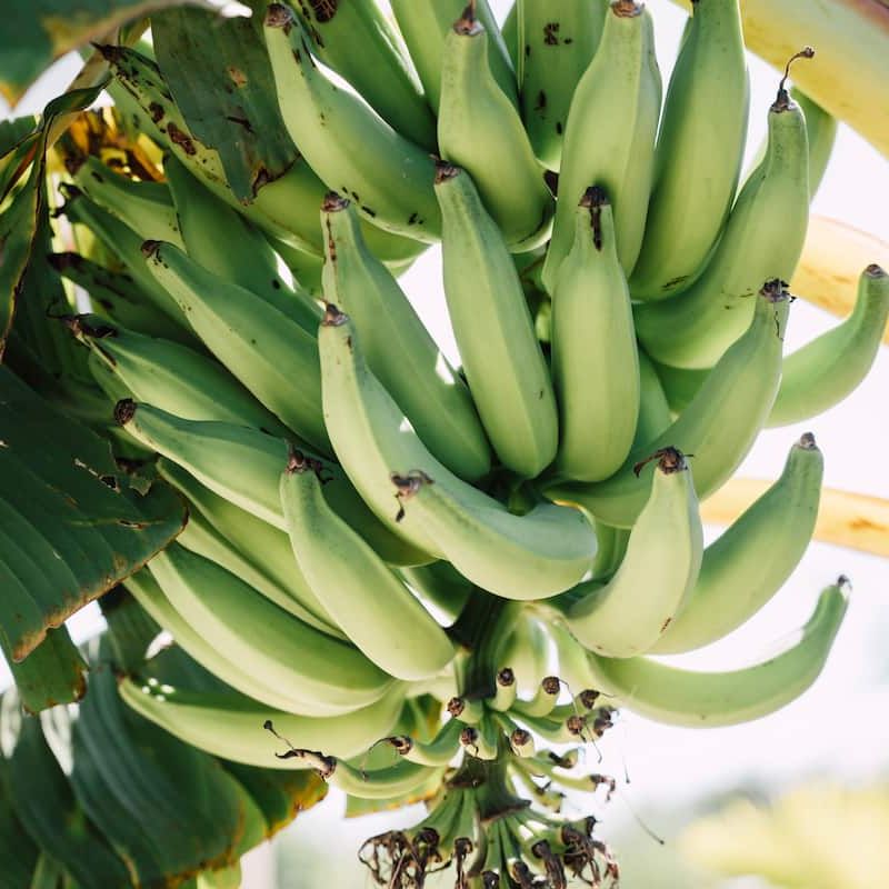 Home in Santa María Colotepec