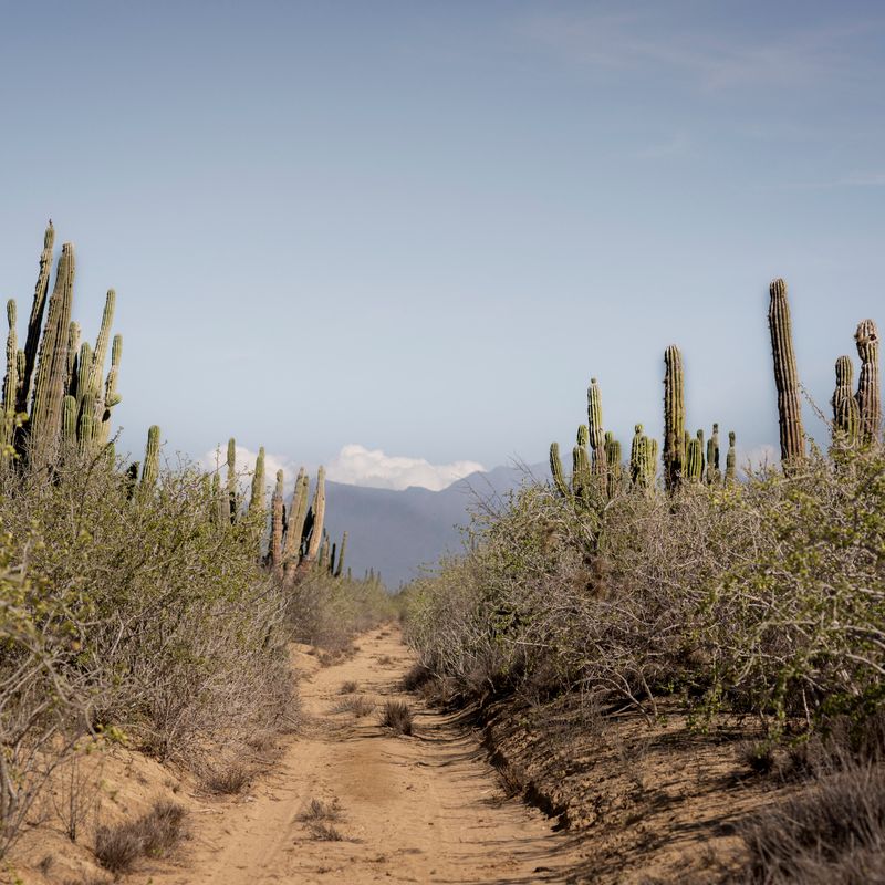 Designer Villa in Todos Santos
