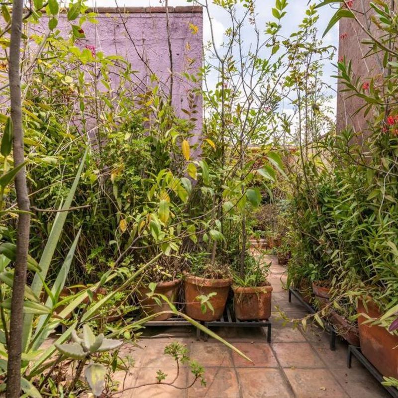 Artist's Home in Condesa