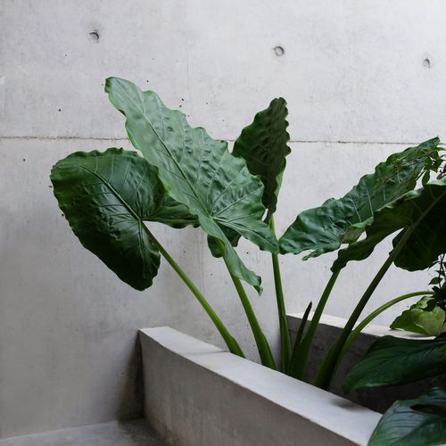 Brutalist Home in La Punta