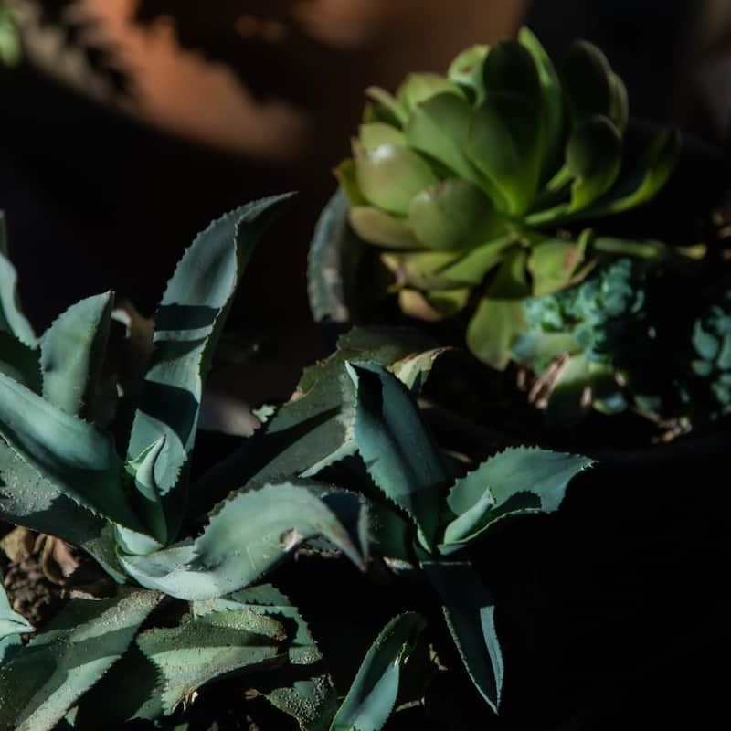 17th Century Home in Oaxaca