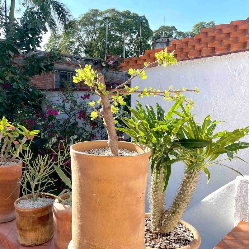 Colonial Home in Centro Oaxaca