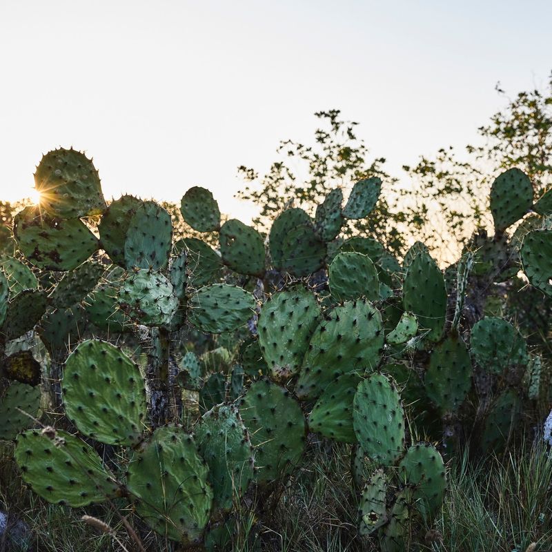 House in Santa Elena Tule