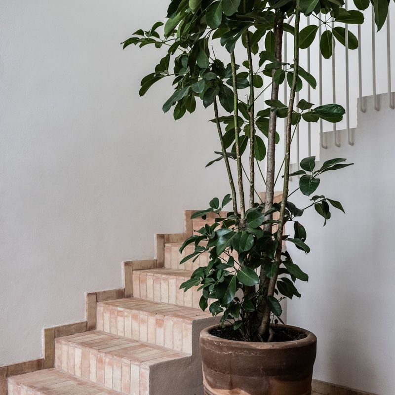 Designer Home in Condesa