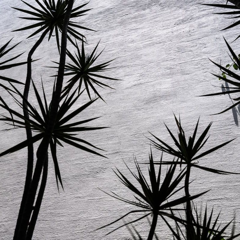 Designer Home in Condesa