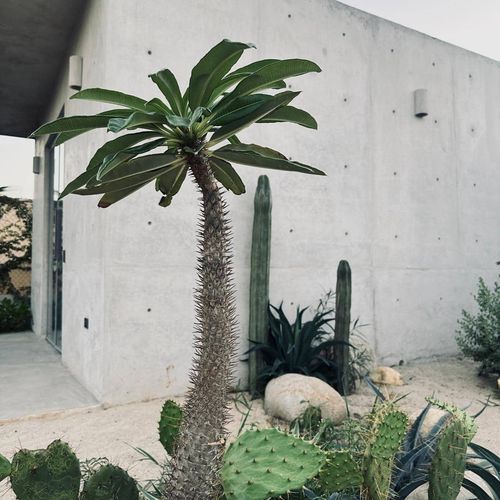 home in El Puertecito