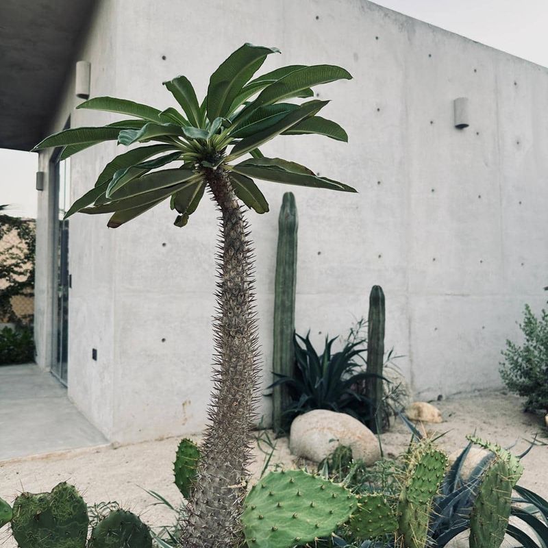 Home in El Puertecito