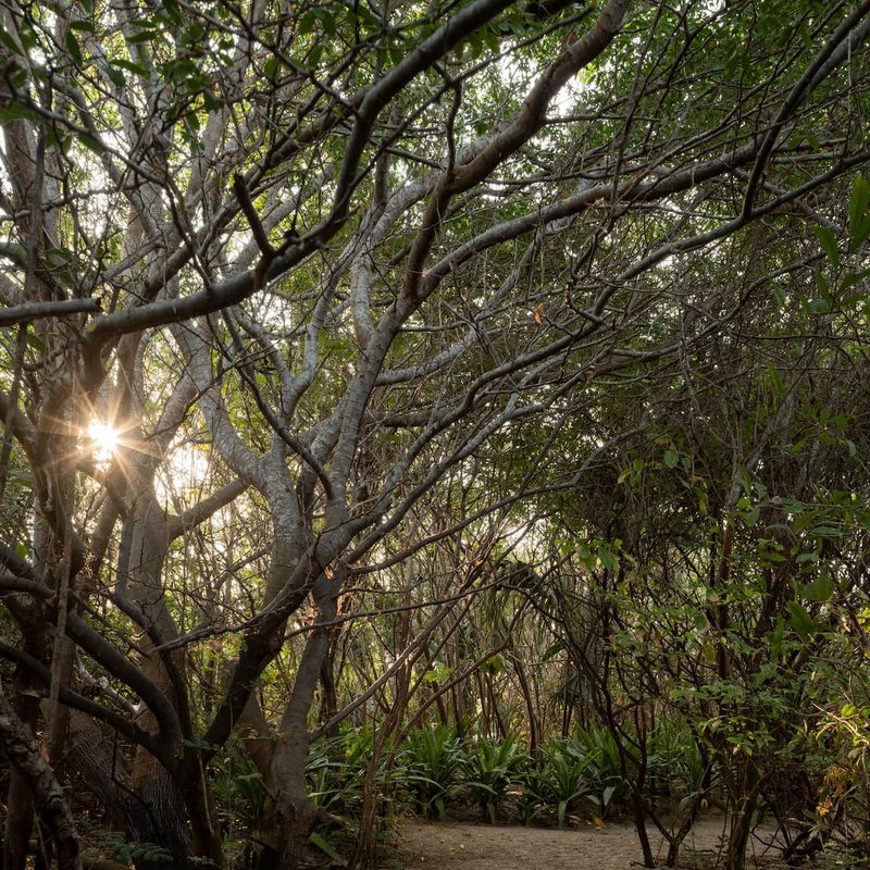 Beach Shack in Casa Wabi Area