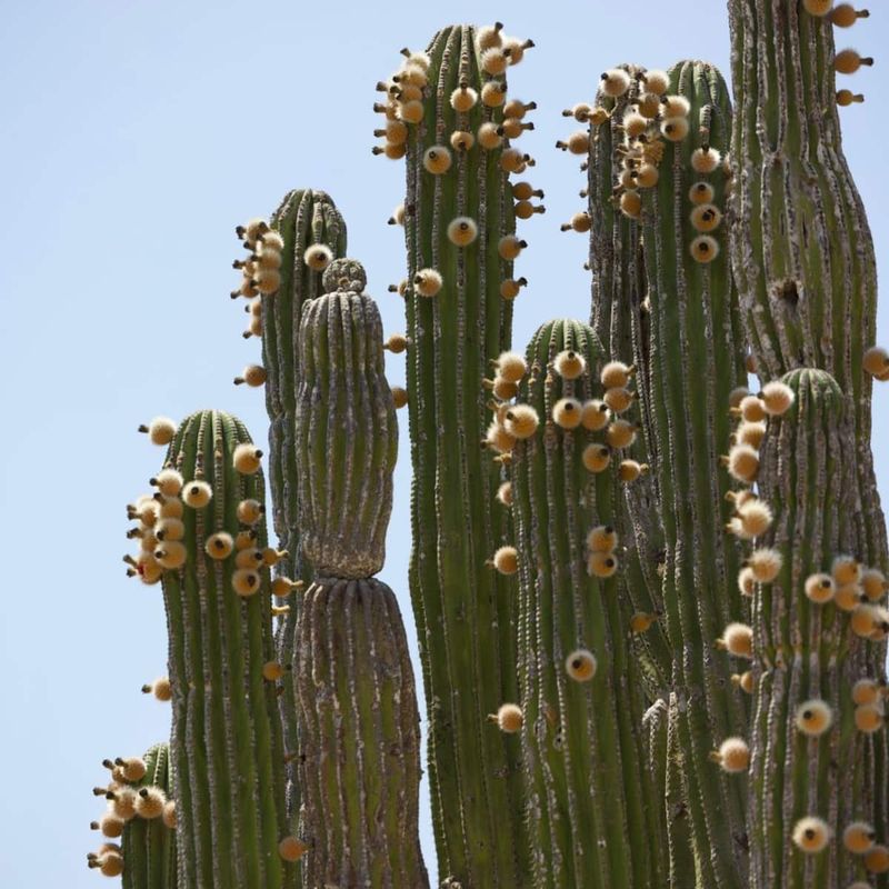 Desert Villa in Pescadero